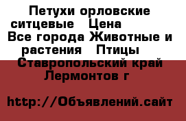 Петухи орловские ситцевые › Цена ­ 1 000 - Все города Животные и растения » Птицы   . Ставропольский край,Лермонтов г.